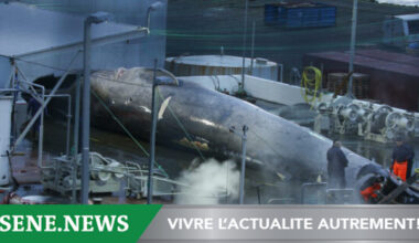Iceland extends whaling until 2029 despite growing opposition