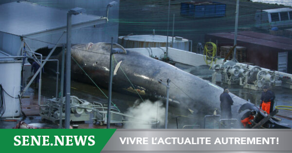 Iceland extends whaling until 2029 despite growing opposition