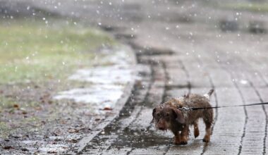 Grayish wettish weather to continue until new year in Latvia / Article