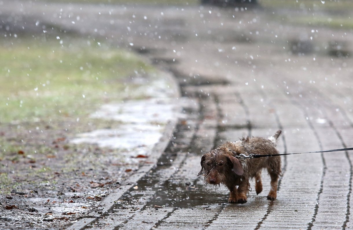 Grayish wettish weather to continue until new year in Latvia / Article