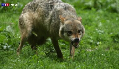 Le nombre de loups en France n'augmente presque pas… mais les attaques sont en hausse