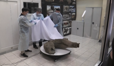 Russian scientists say world’s ‘best-preserved’ mammoth carcass is found - CNN