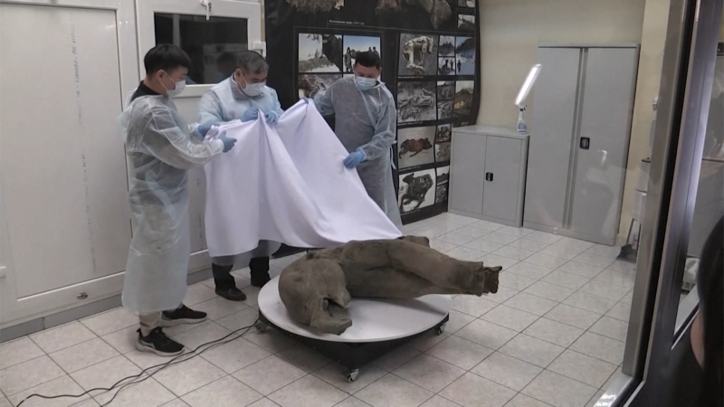 Russian scientists say world’s ‘best-preserved’ mammoth carcass is found - CNN