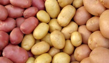 Despite good harvest of potatoes, Kazakhstan limits exports to Russia and Belarus • EastFruit