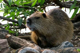 Nutria at Smetanovo nábřeží not far from Charles Bridge. (Photo: Raymond Johnston)