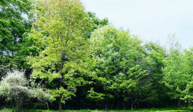 Priority Issues and Materiality | Environment Initiatives