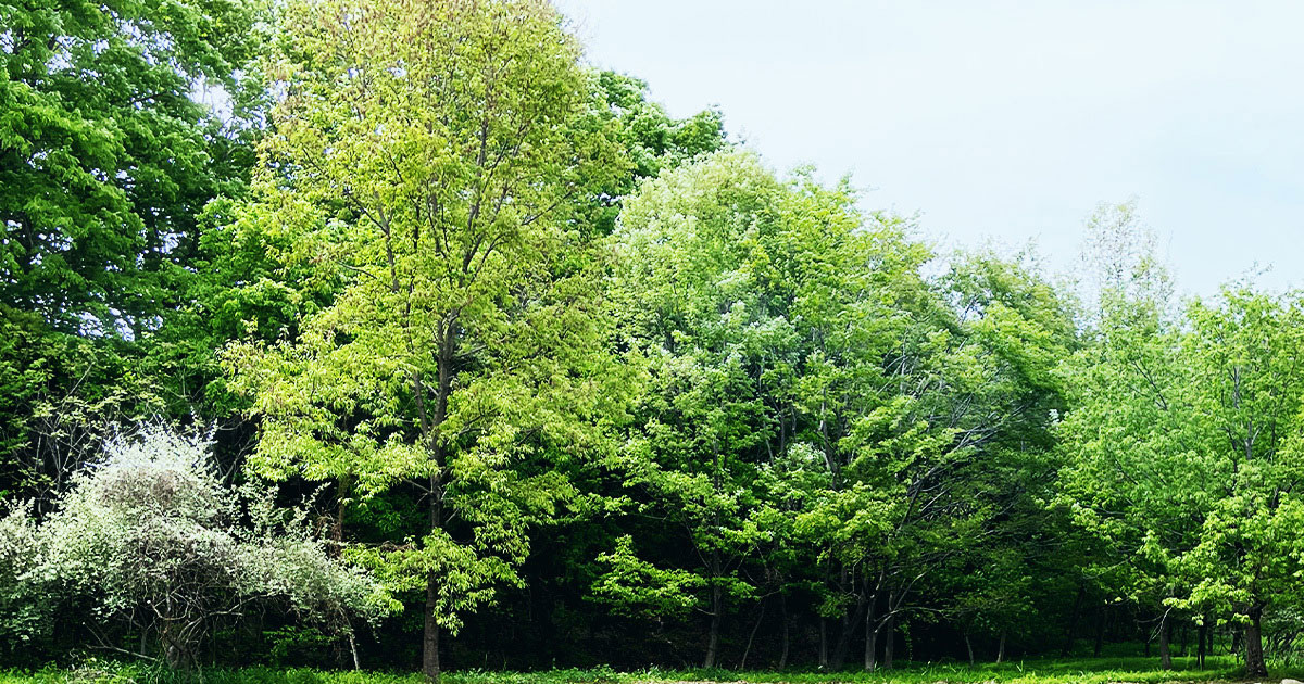 Priority Issues and Materiality | Environment Initiatives