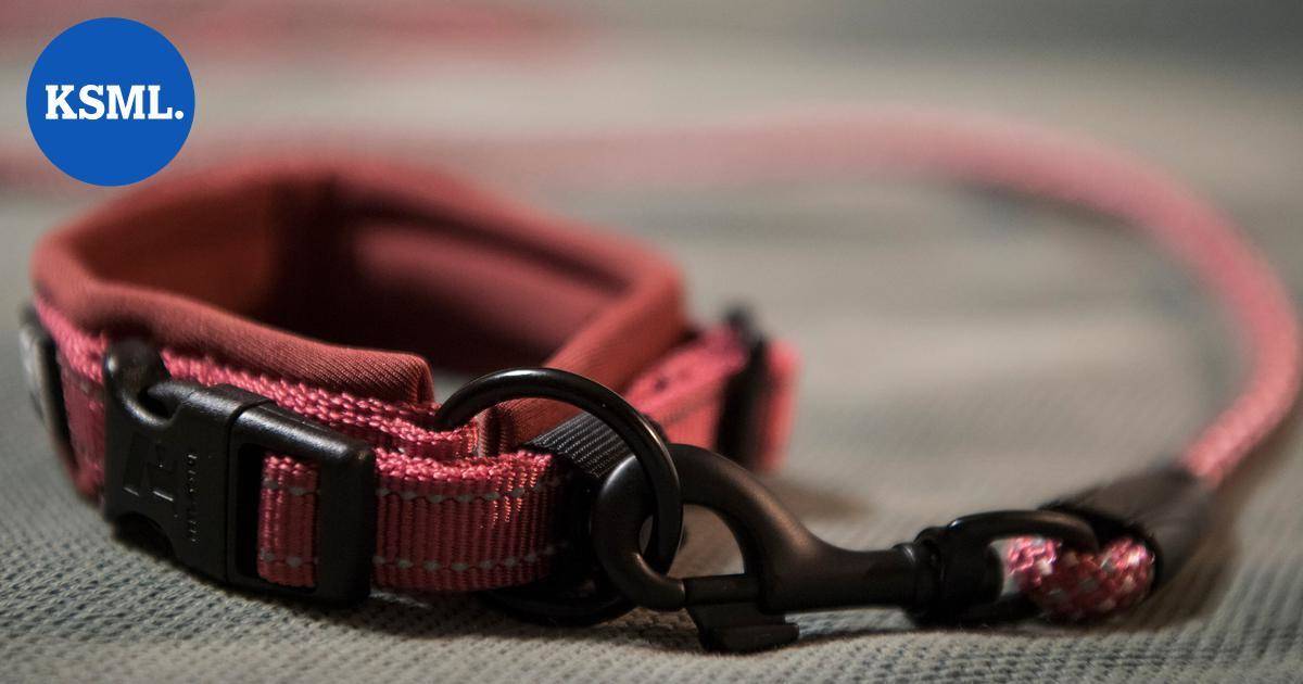 Koira jäi autiotalon alle jumiin Konnevedellä | Keski-Suomi
