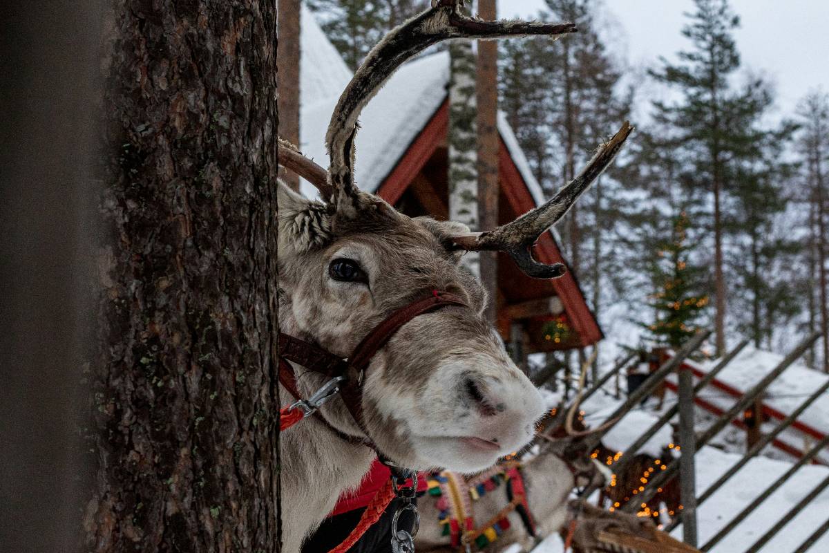 Reindeer behind a tree at Rovaniemi 