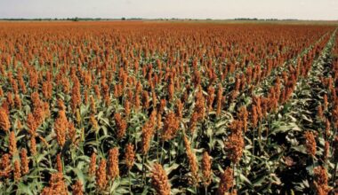 Sorghum Captures Interest in Poland, Hungary