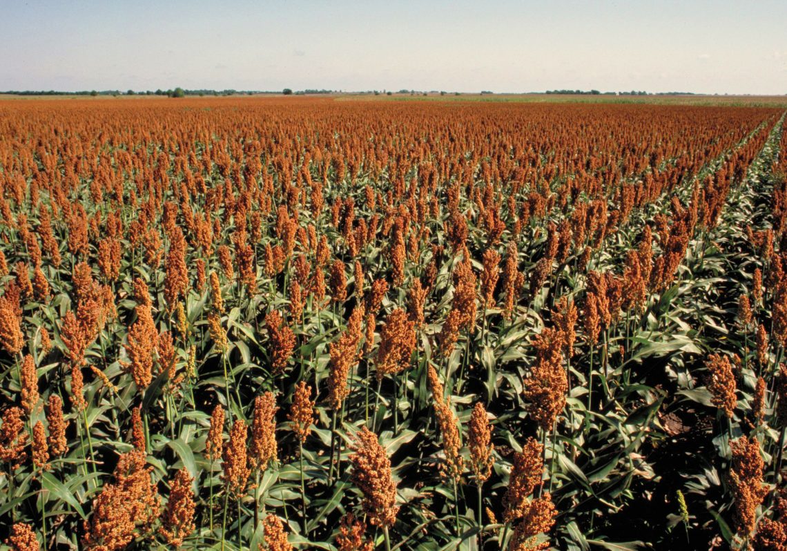 Sorghum Captures Interest in Poland, Hungary