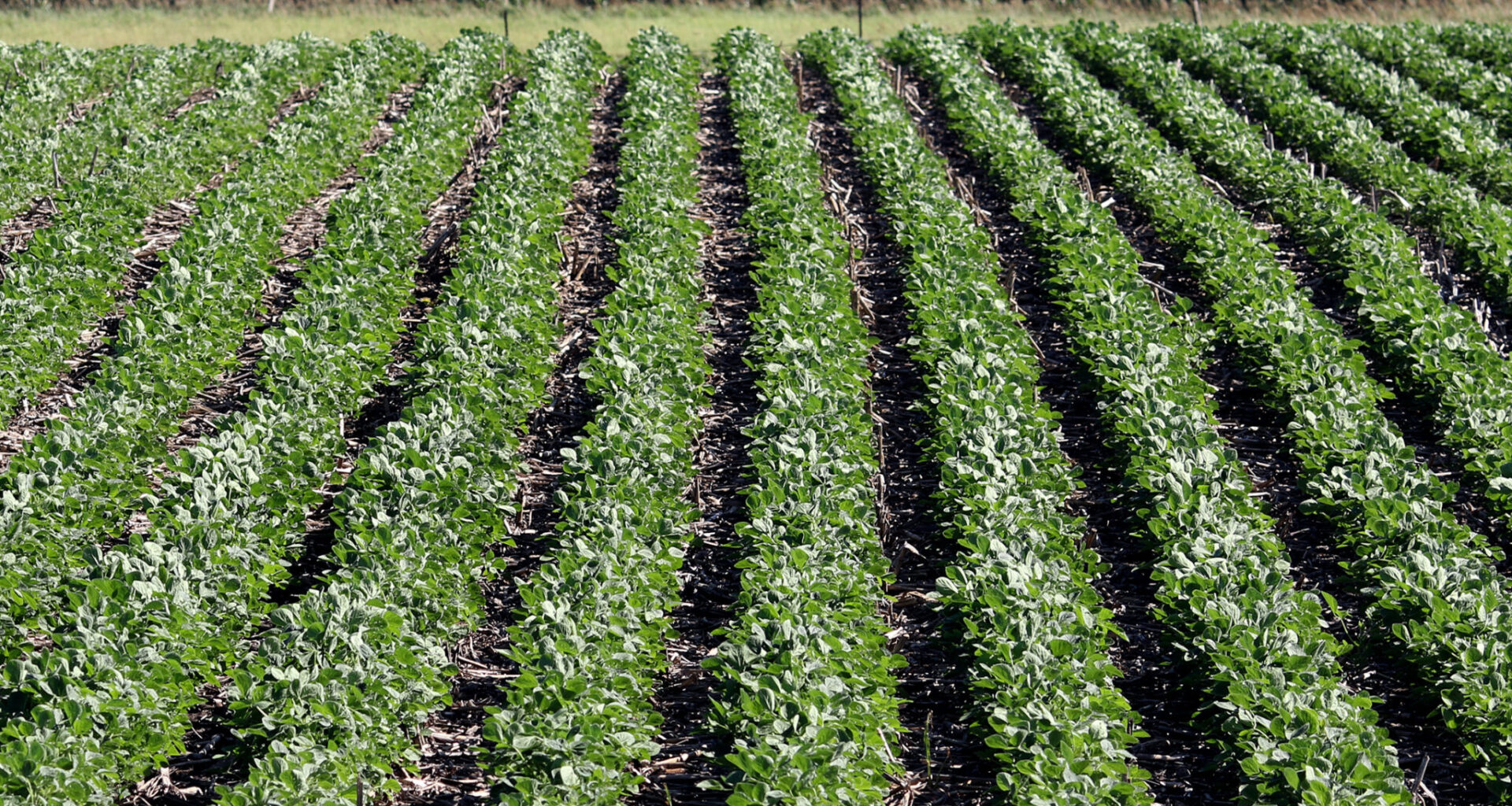 Iowa State University research shows environmental, yield benefits of early soybean planting • Iowa Capital Dispatch