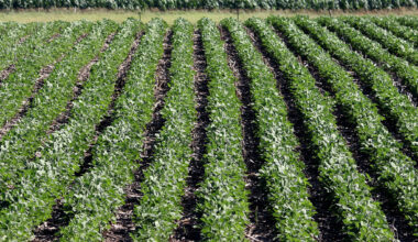 Iowa State University research shows environmental, yield benefits of early soybean planting • Iowa Capital Dispatch