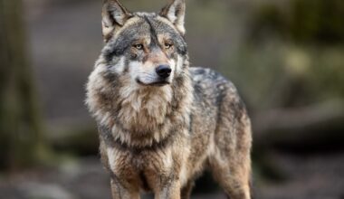 Des programmes européens menés dans les 1970 et 1980 ont permis de restaurer la population de loup, longtemps menacée