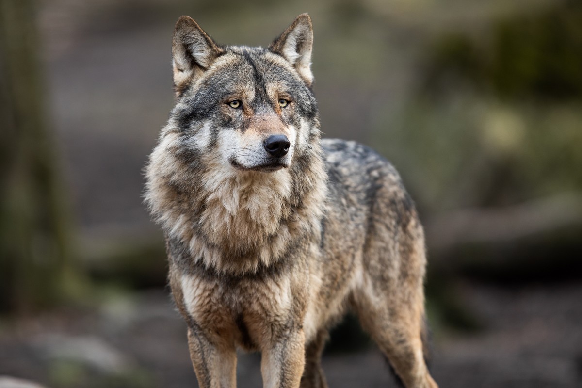 Des programmes européens menés dans les 1970 et 1980 ont permis de restaurer la population de loup, longtemps menacée