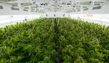 Tilray hydroponic operation