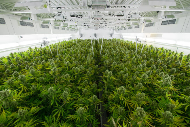 Tilray hydroponic operation