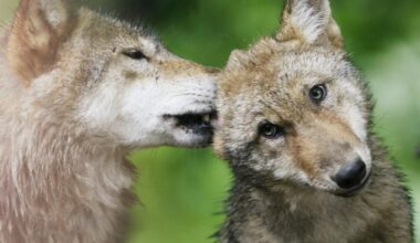 European nations vote to lower protections for wolves