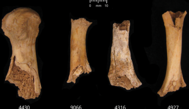 Cannibalism in Britain? How early Bronze Age bones reveal a grim tale | History News