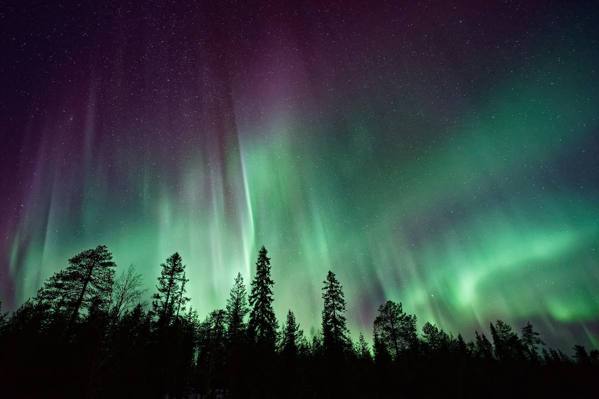 The Northern Lights shining above trees in a forest