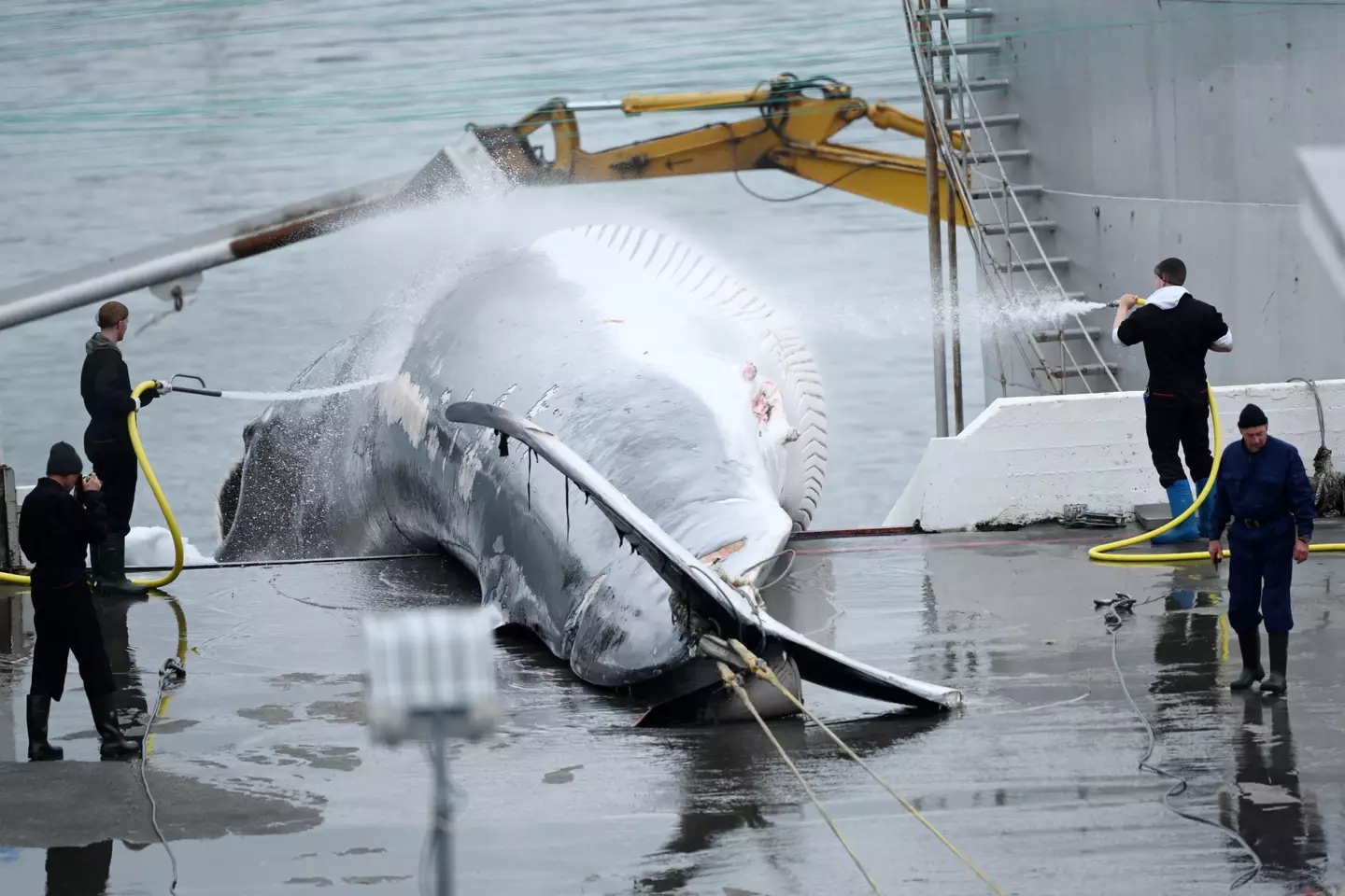 Iceland has granted several whale fishing permits (Sergei Gapon/Anadolu Agency via Getty Images) 