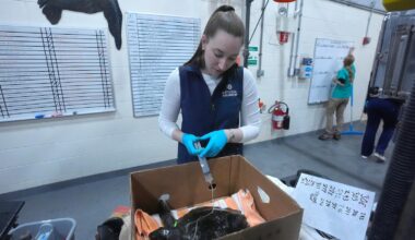 Global warming fills New England's rich waters with death traps for endangered sea turtles