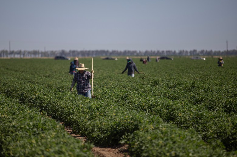 A wide shot of individuals working in a vast green agricultural field under clear skies. One person in the foreground wears a wide-brimmed hat and plaid shirt, holding a tool while walking between rows of crops. Others are scattered in the background, performing tasks among the plants, with a line of vehicles and trees faintly visible on the horizon. The scene conveys agricultural labor in a rural setting.
