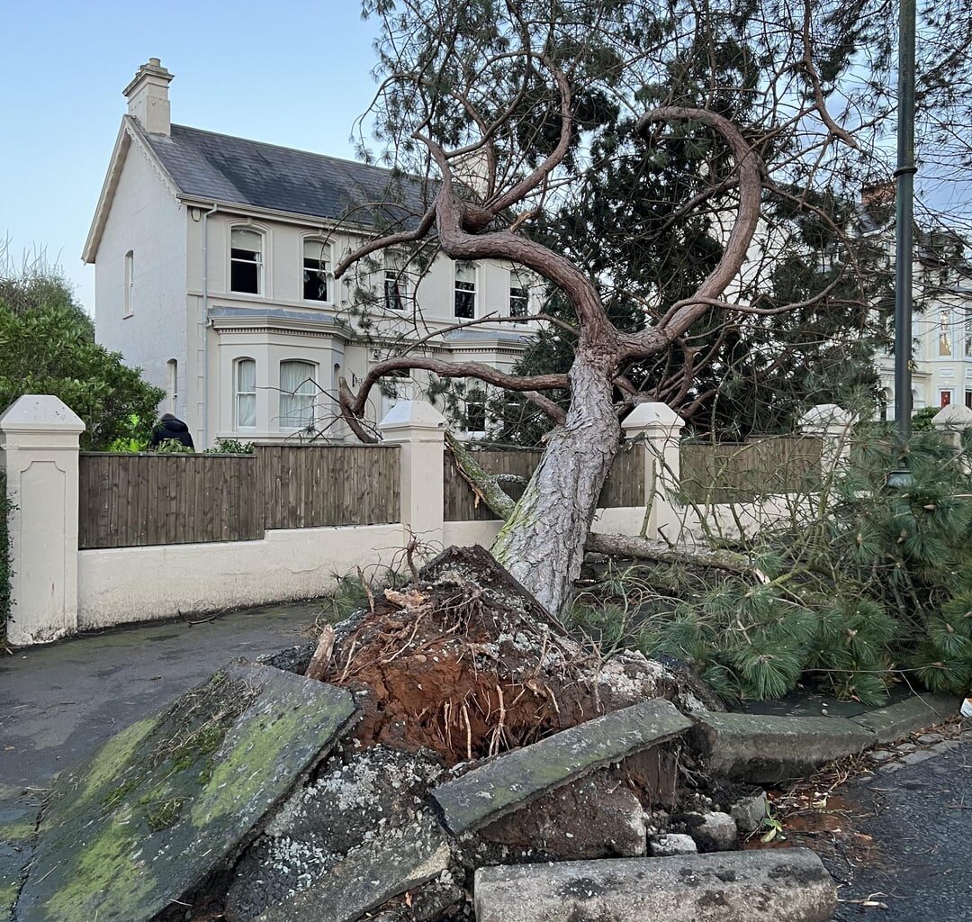 Some of trees downed in and around Cyprus Avenue