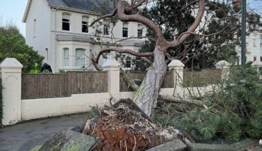 Some of trees downed in and around Cyprus Avenue