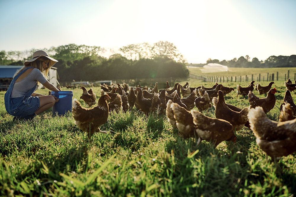 Avian Influenza Prevention Zone introduced in Northern Ireland