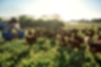 Chickens in field