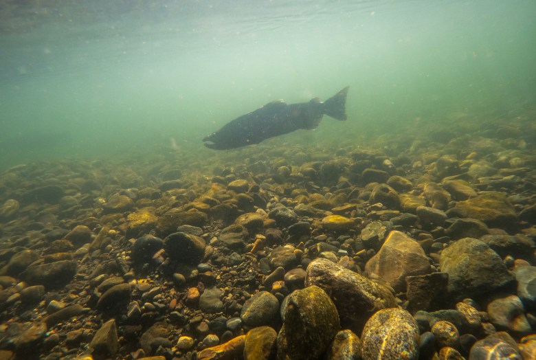 An underwater view of a fish swimming above a riverbed filled with smooth, multicolored stones. The water appears greenish and slightly murky, with particles floating in the current, creating a serene and natural aquatic scene.