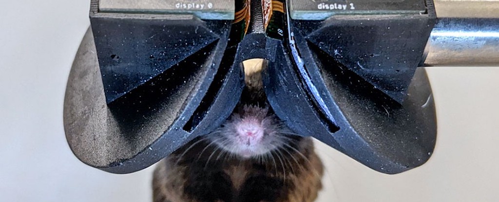 Scientists Have Created VR Goggles For Mice And They're Adorable : ScienceAlert