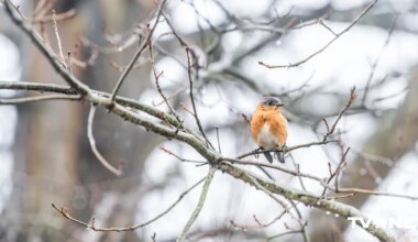 Svētdien Latvijā gaidāma daļēji saulaina diena