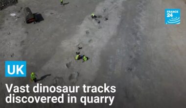 Vast dinosaur tracks discovered in UK quarry • FRANCE 24 English