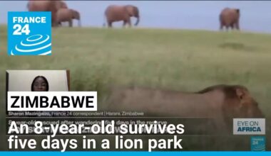 Zimbabwe: An 8-year-old survives five days in a lion park • FRANCE 24 English