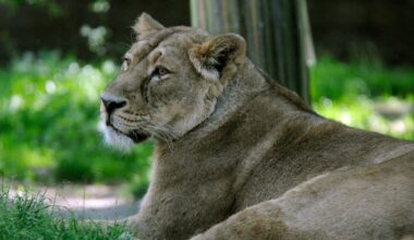Leeuwin Lalana in Diergaarde Blijdorp dood door kattenleukemie