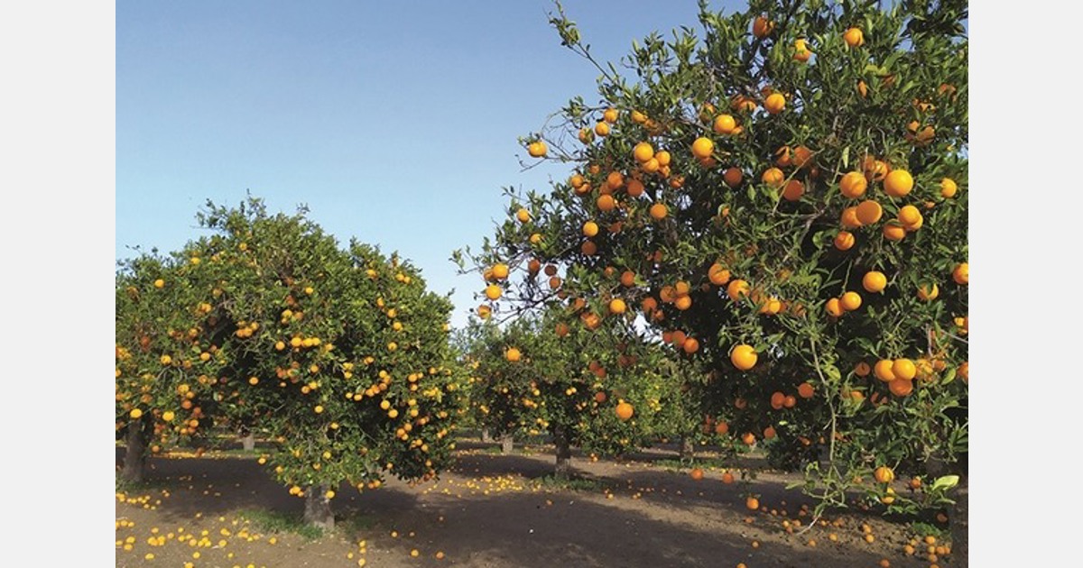Cyprus intensifies efforts to protect citrus industry from Asian citrus psyllid threat