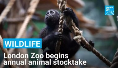 Breeding success: London zoo counts its animals one-by-one • FRANCE 24 English
