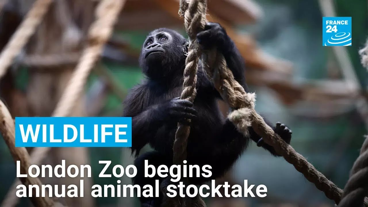 Breeding success: London zoo counts its animals one-by-one • FRANCE 24 English