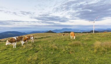 „Windkraft ist nicht entscheidend“ – DiePresse.com