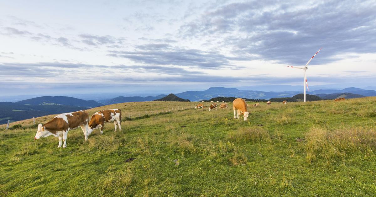 „Windkraft ist nicht entscheidend“ – DiePresse.com