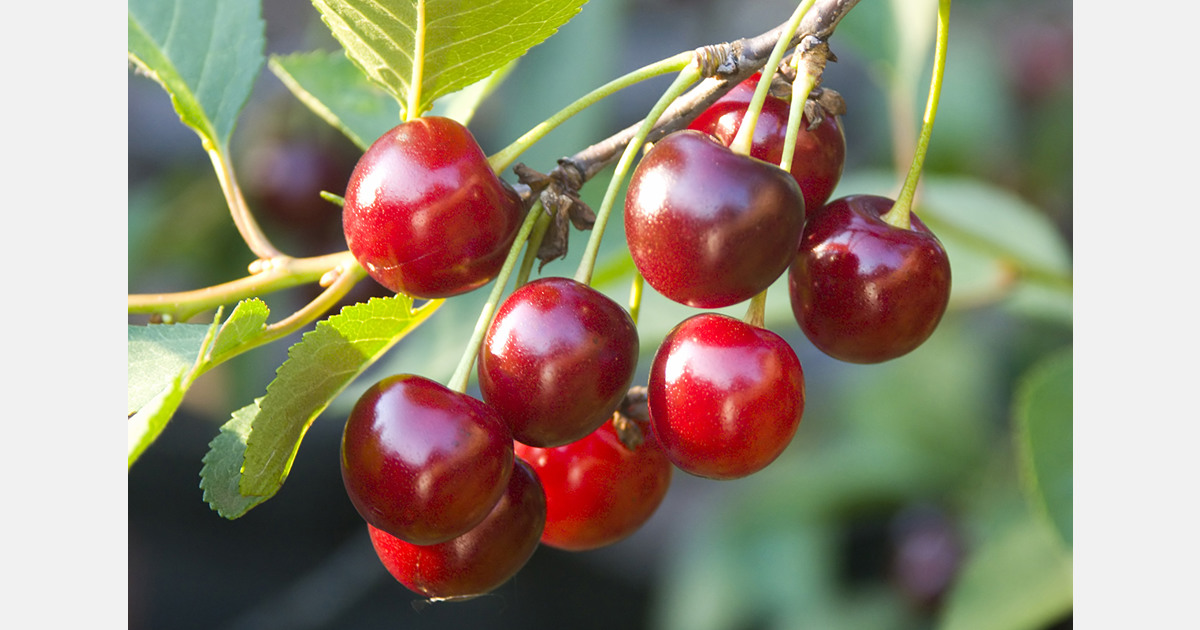 Climate change disrupts Traverse City's cherry industry, prompting adaptation efforts