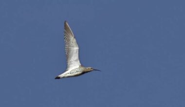Dünnschnabel-Brachvogel: Europäischer Vogel ist ausgestorben