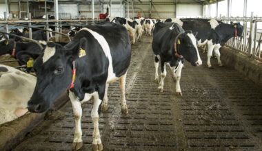 Laagste stikstofoverschot in landbouw sinds begin meting door natte zomer 2023