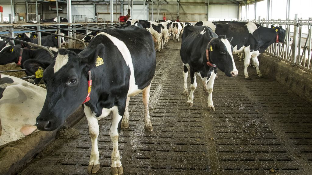 Laagste stikstofoverschot in landbouw sinds begin meting door natte zomer 2023