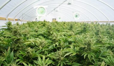 Aurora Cannabis Launches Its First Germany-Made Medical Cannabis Brand