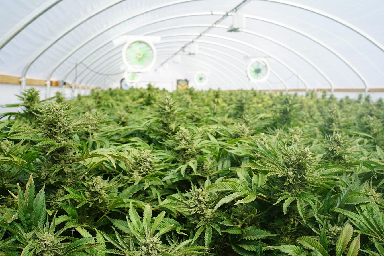 Aurora Cannabis Launches Its First Germany-Made Medical Cannabis Brand