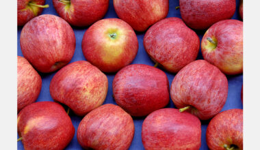 Moldova's apple exports lag amid high stock levels