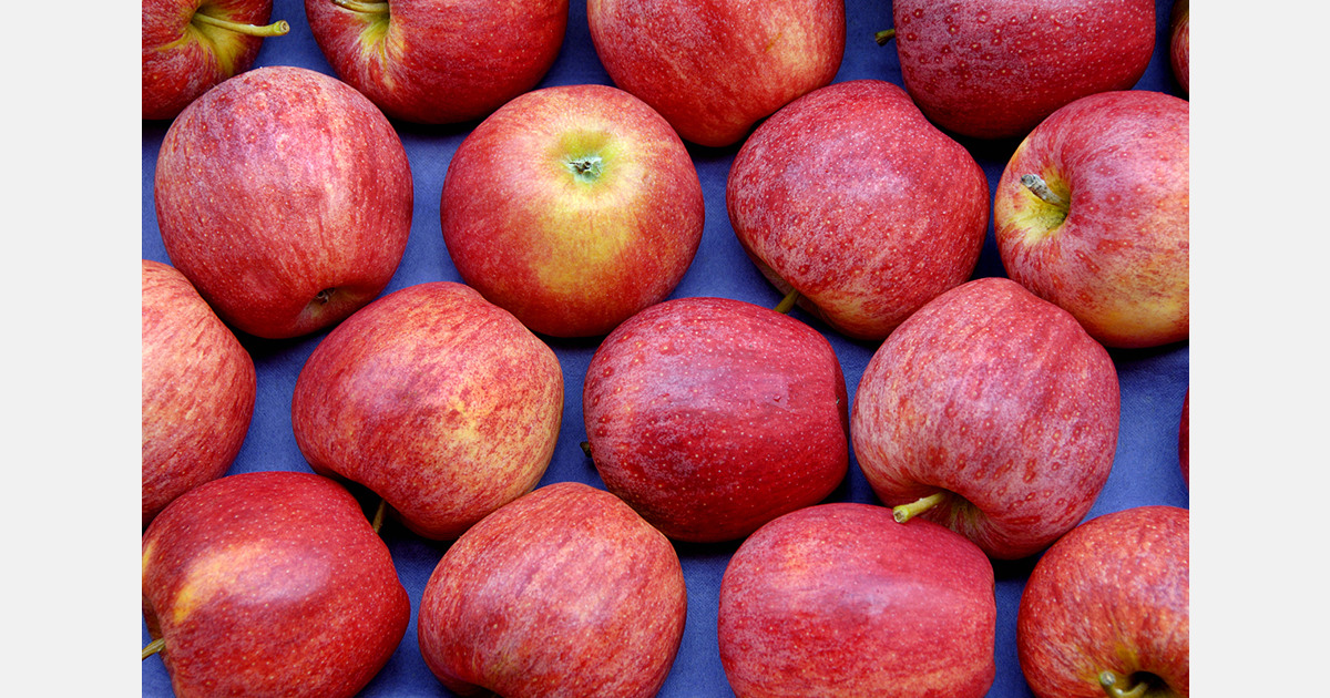 Moldova's apple exports lag amid high stock levels